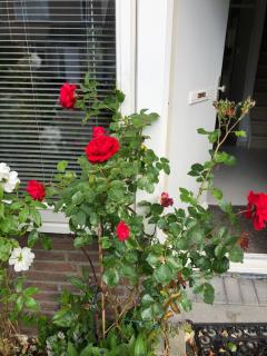 Vakantiewoning in Middelburg Zeeland - Middelburg - 1
