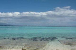 Fare Totara, jardin verdoyant - Moorea - 8