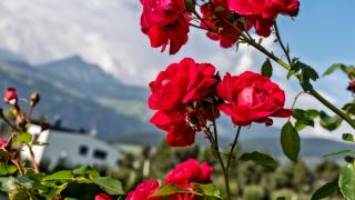 Hotel Waldesruh - Naz-Sciaves - 3