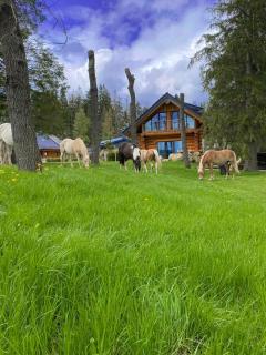 Naturstammhaus und Appartements Zum Brockenbaecker - Tanne - 2