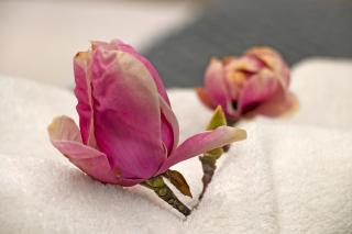 Magnolia Cottage - Cape Town - 6