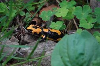 Harzapart Apartment 3 "Hirsch" - 2