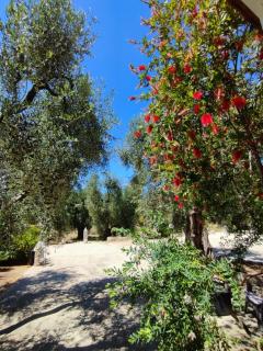 Villa Rosy - Vieste - 4