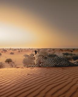 Bagatelle Kalahari Game Ranch - 5