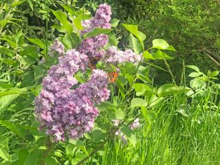 Reich an Himmel - Himmelsreich - Villa in den Bergen auf 1050m - 7