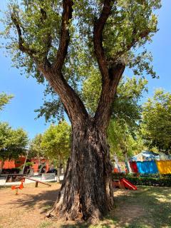 Al Vecchio Pioppo - 4