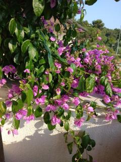 Luna Tsuki Six - Rovinj - 3