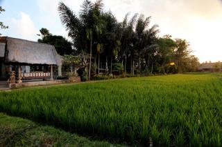 Arma Museum & Resort - Ubud - 7