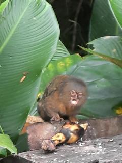 Cabañas alto del aguila - Puerto Nariño - 3