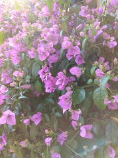 Luna Tsuki Seven - 8