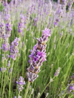 Apartments Lošotovi Vrboska - 5