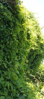 Domek w Ćmińsku - 6