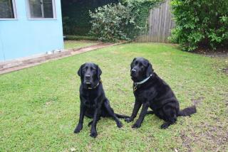 GERR14C - Salty Dog - Currarong - 7