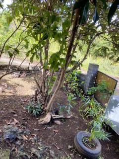 Chalet pittoresque à Le Tampon, vue mont. - 4