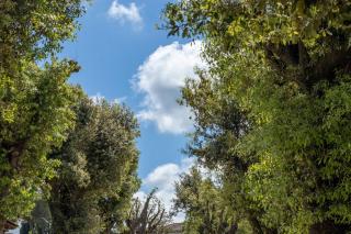 Villa Cornossa - Marta - 7