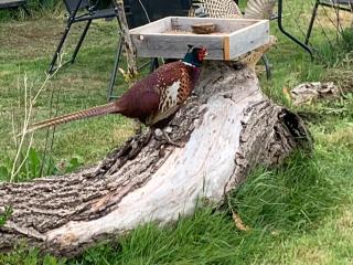 Cosy escape heated luxury pod and hot tub - Sheerness - 8