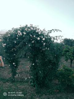 La Casa Delle Rose 2 - Giba - 8