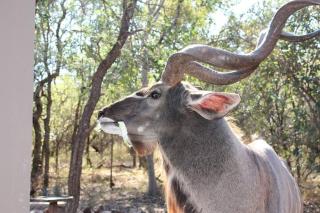 The Aloes Bush Lodge - Marloth Park - 5