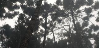 Bosque das Araucárias - Campos do Jordão - 6