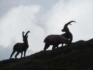 Résidence Les Alpages 4 étoiles - Appartement 4 personnes - Piscine, Hammam, Sauna, Jacuzzi - ValCenis 73480 - 1