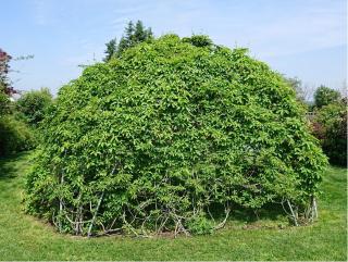 Alte Käserei Kössern - 1