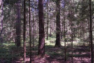 Baumzelt im Wald - Regen - 2