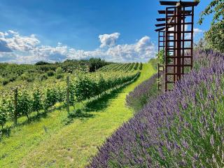 Winnica Nad Jarem - 5