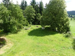 Fewo Im gruenen Eck 2 - Airlenbach - 5