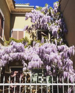 B&B Glicine - 7