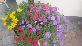 Ferienhaus Fallenegger - Flachau - 3