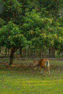 Lendang Eco Lodge - Senggigi - 3