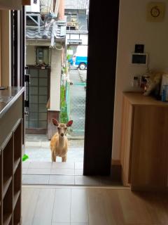 Mini inn Nara- - - 英語予約限定 - Nara - 7