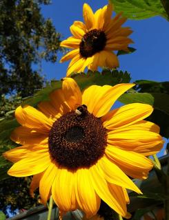 Ferienwohnung Simmering - 3