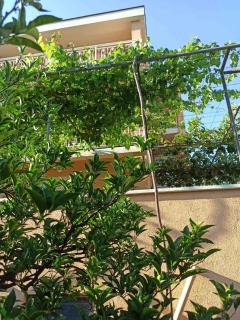 Apartments Parapid - Budva - 1