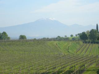 I Vigneti Bed & Breakfast - Salionze - 4