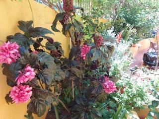 CASA MAESTRO LELO – ACOGEDORA CASA RURAL CANARIA CON PATIOS Y JARDINES DE FLORES - Las Palmas - 8