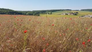 Lovely 2-Bed shepherds hut in a Forest - Sougères-en-Puisaye - 5