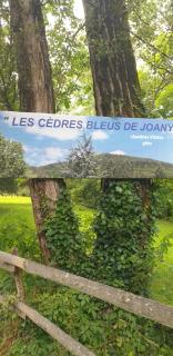 Cèdres Bleus de Joany chez Nathalie - Viviez - 0
