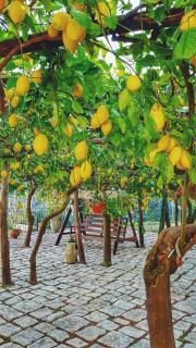Il Limoneto degli Angeli - Minori - 0