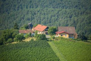 Gästehaus Grasch - Kitzeck im Sausal - 8