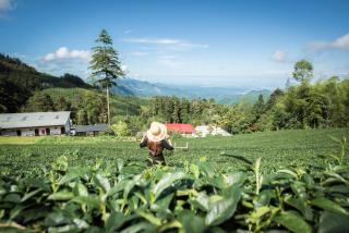 Long Yun Leisure Farm - 3