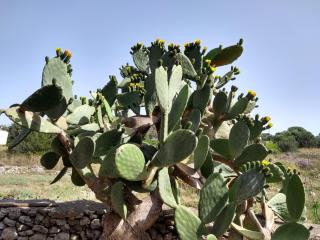 Il trullo - Patù - 1