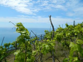 Sottocoperta - Riomaggiore - 1