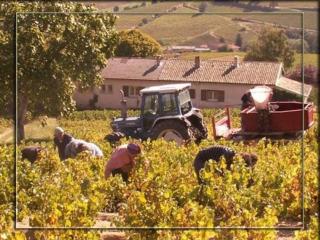 La Croix de Saburin - Quincié-en-Beaujolais - 5