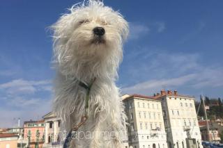 Seafront apartment Ai Fari Piran - Piran - 7
