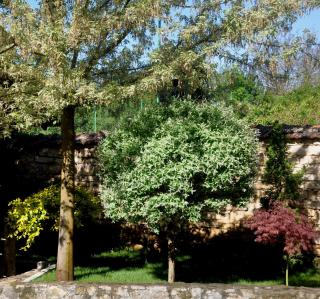 Guesthouse Djurić - Negotin - 5