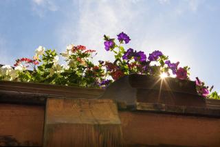 Alpen-Nest Großarl - 4