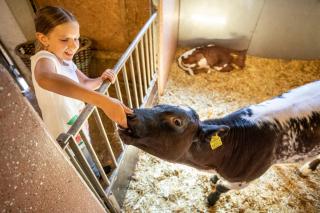 Bauernhof Vorderklinglhub - 1