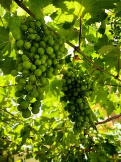 Hotel Rural Vilaflor Self Check In 24h - 5