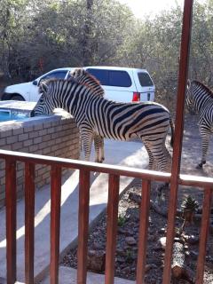 Wild Escape - Marloth Park - 4
